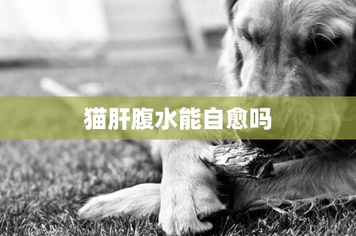 貓肝腹水能自愈嗎