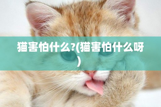 貓害怕什么?(貓害怕什么呀) 