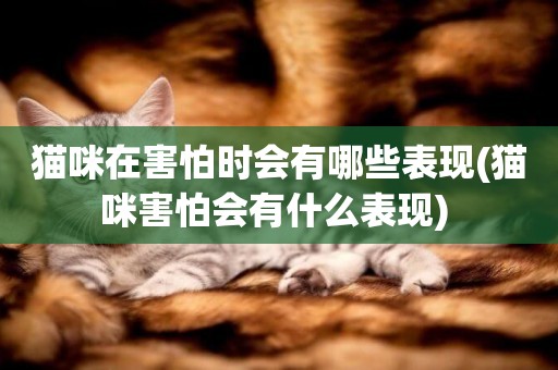 貓咪在害怕時會有哪些表現(貓咪害怕會有什么表現) 