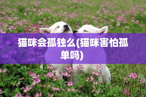 貓咪會孤獨么(貓咪害怕孤單嗎) 