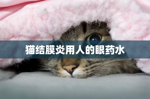 貓結膜炎用人的眼藥水