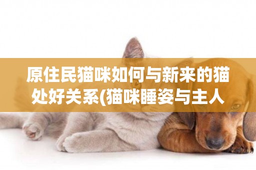 原住民貓咪如何與新來的貓處好關系(貓咪睡姿與主人的關系) 