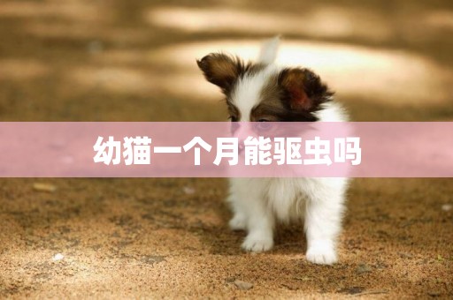 幼貓一個月能驅蟲嗎