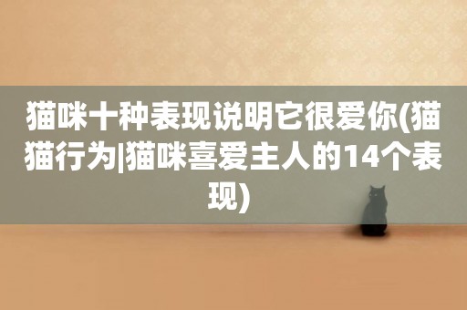 貓咪十種表現說明它很愛你(貓貓行為|貓咪喜愛主人的14個表現) 