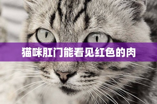 貓咪肛門能看見紅色的肉