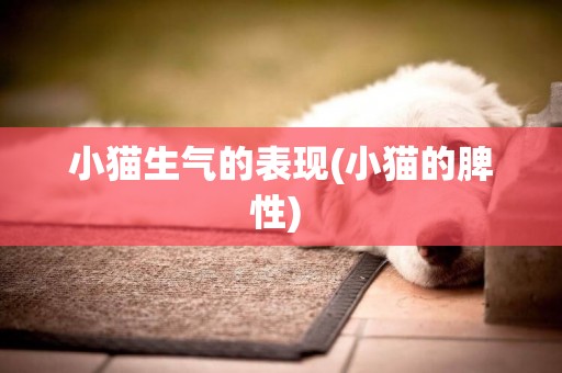 小貓生氣的表現(小貓的脾性) 