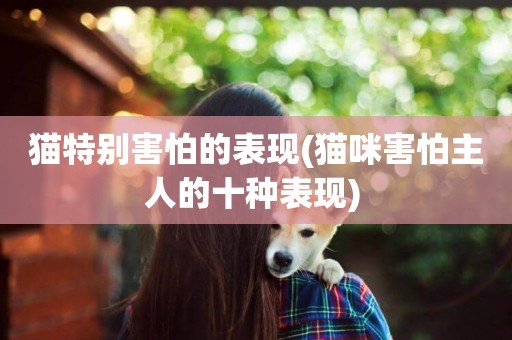 貓特別害怕的表現(貓咪害怕主人的十種表現) 