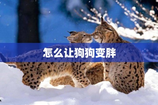 怎么讓狗狗變胖
