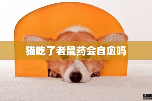 貓吃了老鼠藥會自愈嗎