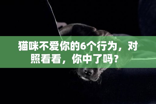 貓咪不愛你的6個行為，對照看看，你中了嗎？ 