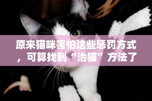 原來貓咪害怕這些懲罰方式，可算找到“治貓”方法了 