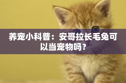 養寵小科普：安哥拉長毛兔可以當寵物嗎？