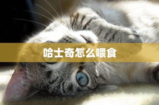 哈士奇怎么喂食