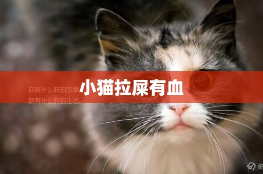 小貓拉屎有血
