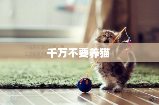 千萬不要養貓 