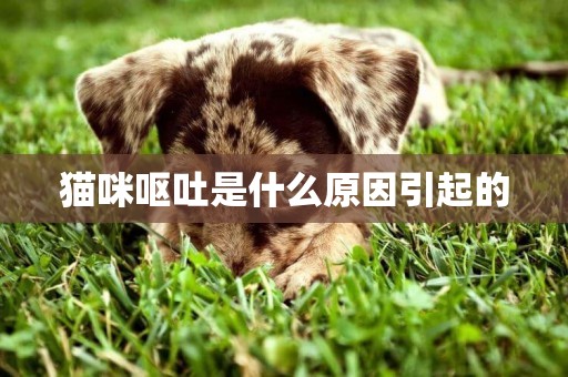 貓咪嘔吐是什么原因引起的