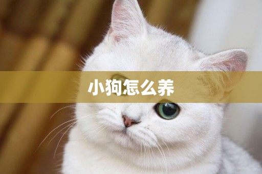 小狗怎么養