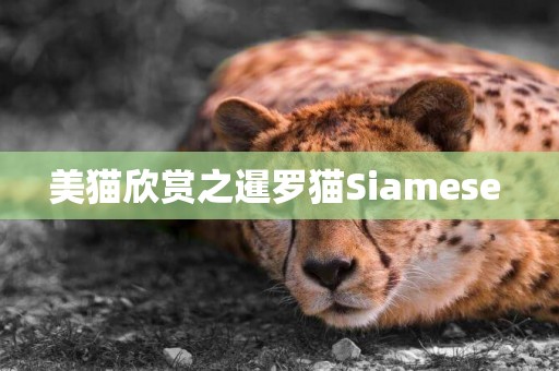 美貓欣賞之暹羅貓Siamese 
