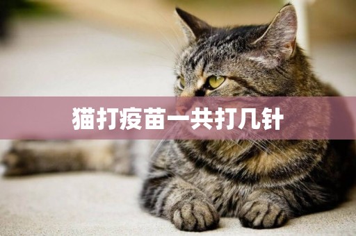 貓打疫苗一共打幾針