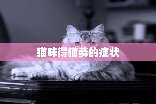 貓咪得貓蘚的癥狀