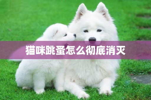 貓咪跳蚤怎么徹底消滅