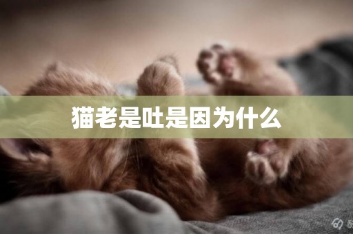 貓老是吐是因為什么