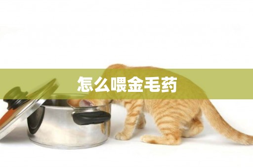 怎么喂金毛藥