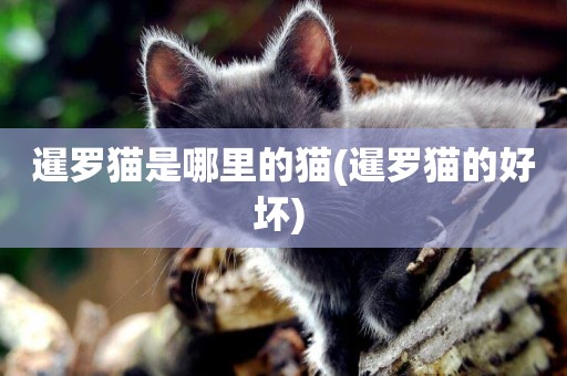 暹羅貓是哪里的貓(暹羅貓的好壞) 