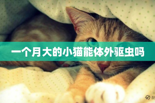 一個月大的小貓能體外驅蟲嗎