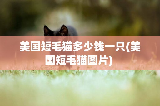 美國短毛貓多少錢一只(美國短毛貓圖片) 