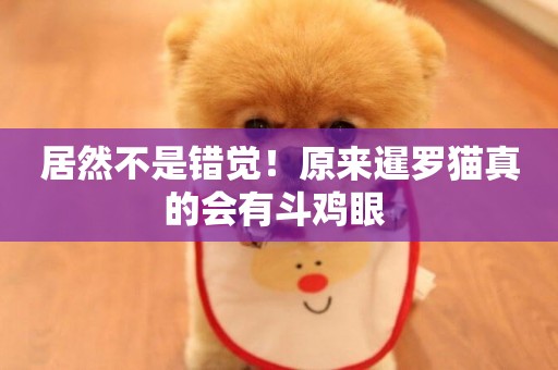 居然不是錯覺！原來暹羅貓真的會有斗雞眼 