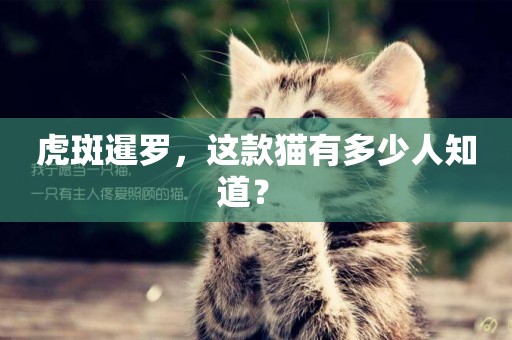 虎斑暹羅，這款貓有多少人知道？ 
