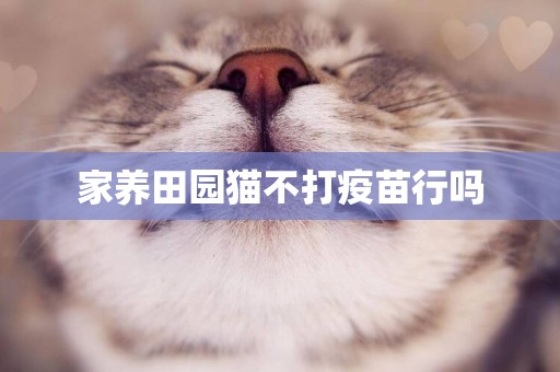 家養田園貓不打疫苗行嗎