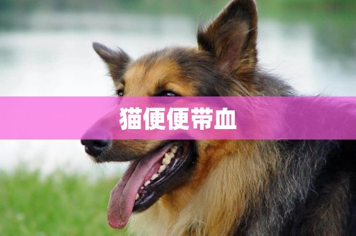 貓便便帶血