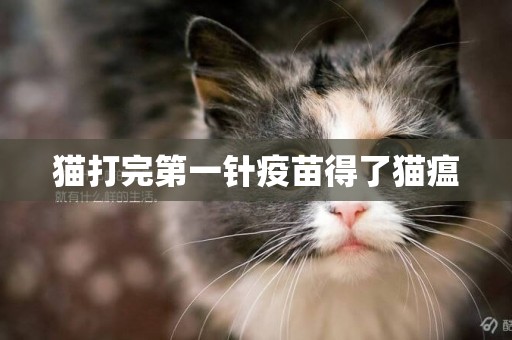 貓打完第一針疫苗得了貓瘟