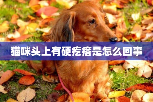 貓咪頭上有硬疙瘩是怎么回事