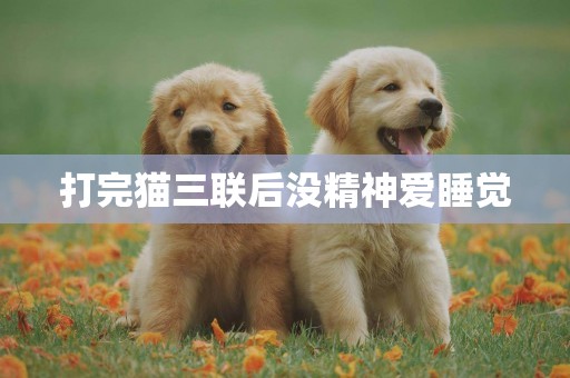 打完貓三聯后沒精神愛睡覺