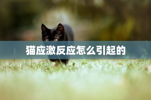 貓應激反應怎么引起的