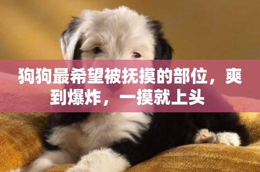 狗狗最希望被撫摸的部位，爽到爆炸，一摸就上頭 