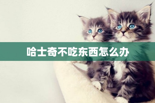 哈士奇不吃東西怎么辦