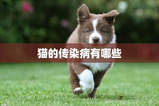 貓的傳染病有哪些