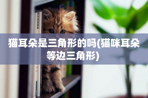 貓耳朵是三角形的嗎(貓咪耳朵等邊三角形) 