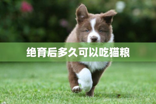 絕育后多久可以吃貓糧