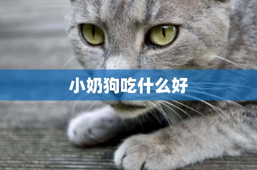 小奶狗吃什么好