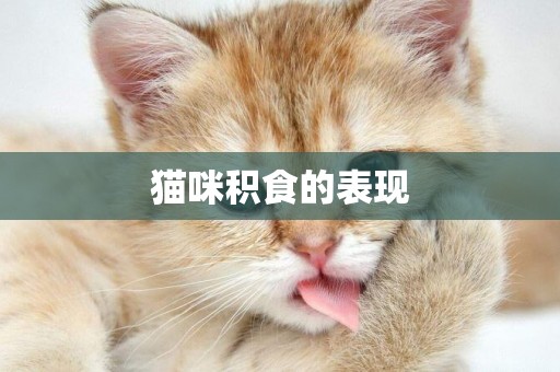 貓咪積食的表現