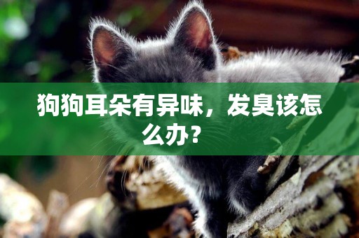 狗狗耳朵有異味，發臭該怎么辦？ 