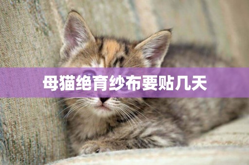 母貓絕育紗布要貼幾天