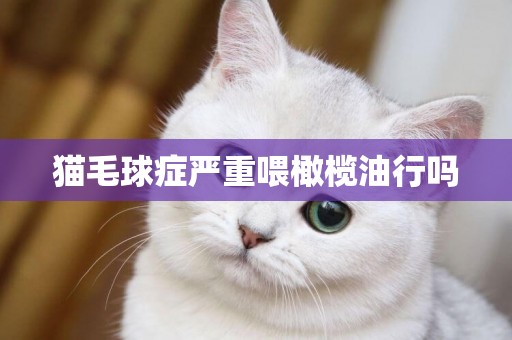 貓毛球癥嚴重喂橄欖油行嗎