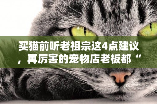 買貓前聽老祖宗這4點建議，再厲害的寵物店老板都“忽悠”不了你 