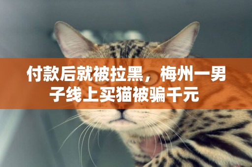 付款后就被拉黑，梅州一男子線上買貓被騙千元 